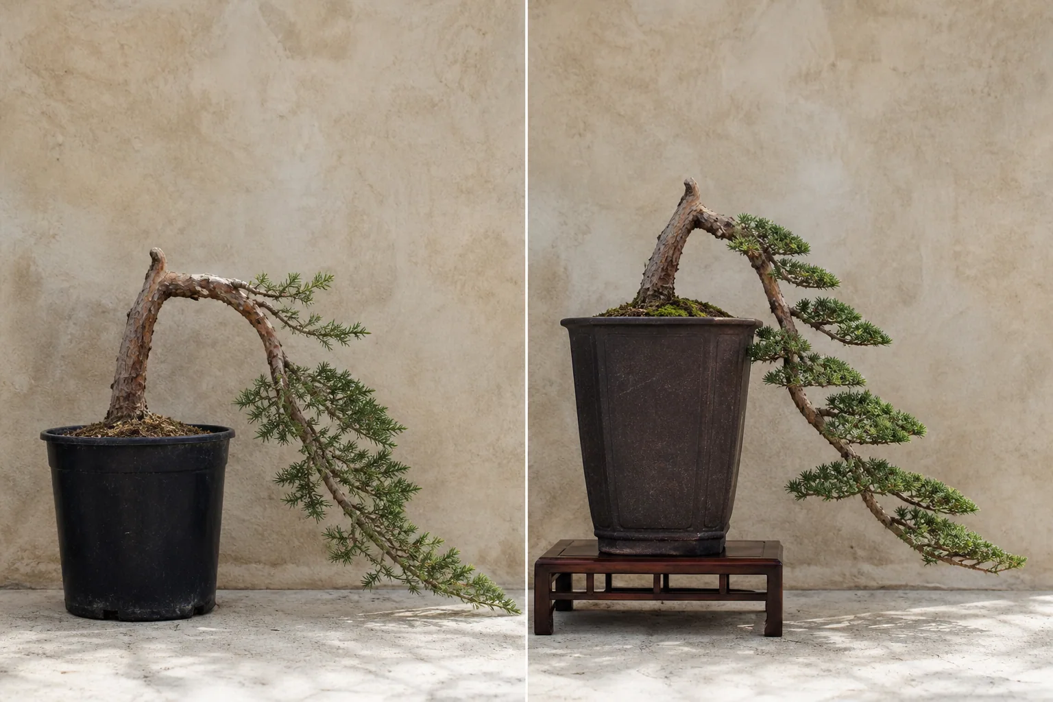 AI demonstration comparing descending conifer source material with a Cascade bonsai concept