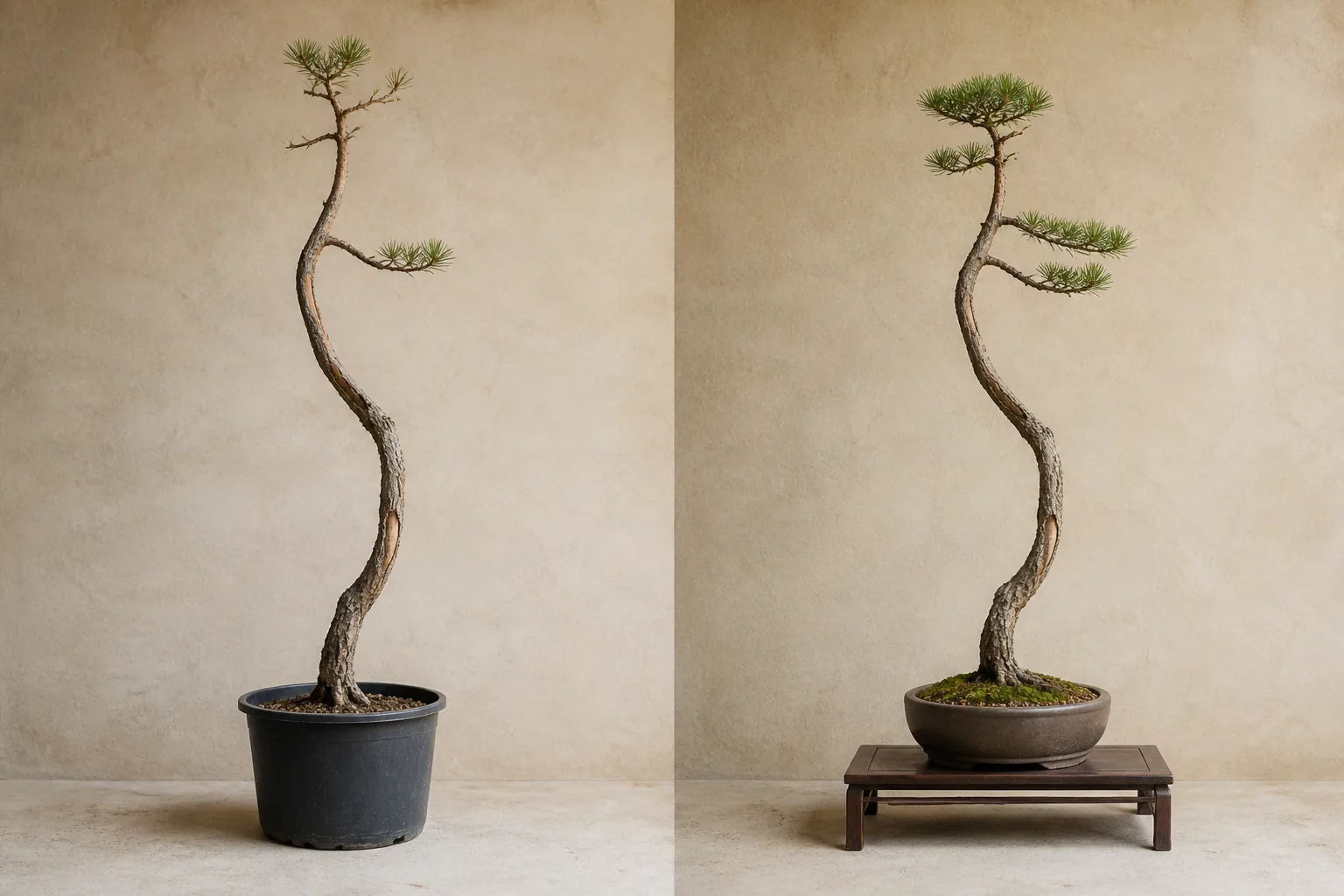 AI demonstration comparing slender sparse pine-like source material with a Literati bonsai concept